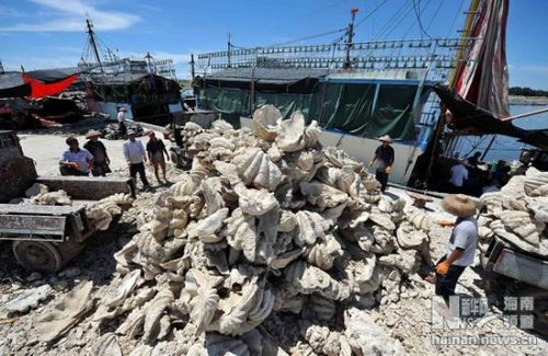 17 May 2012: Heap of the endangered giant clams harvested by Tanmen fishing vessel Qionghai 05008.