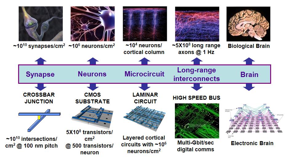 A DARPA scale of the make-up of a neuromorphic circuit and their biological equivalents.
