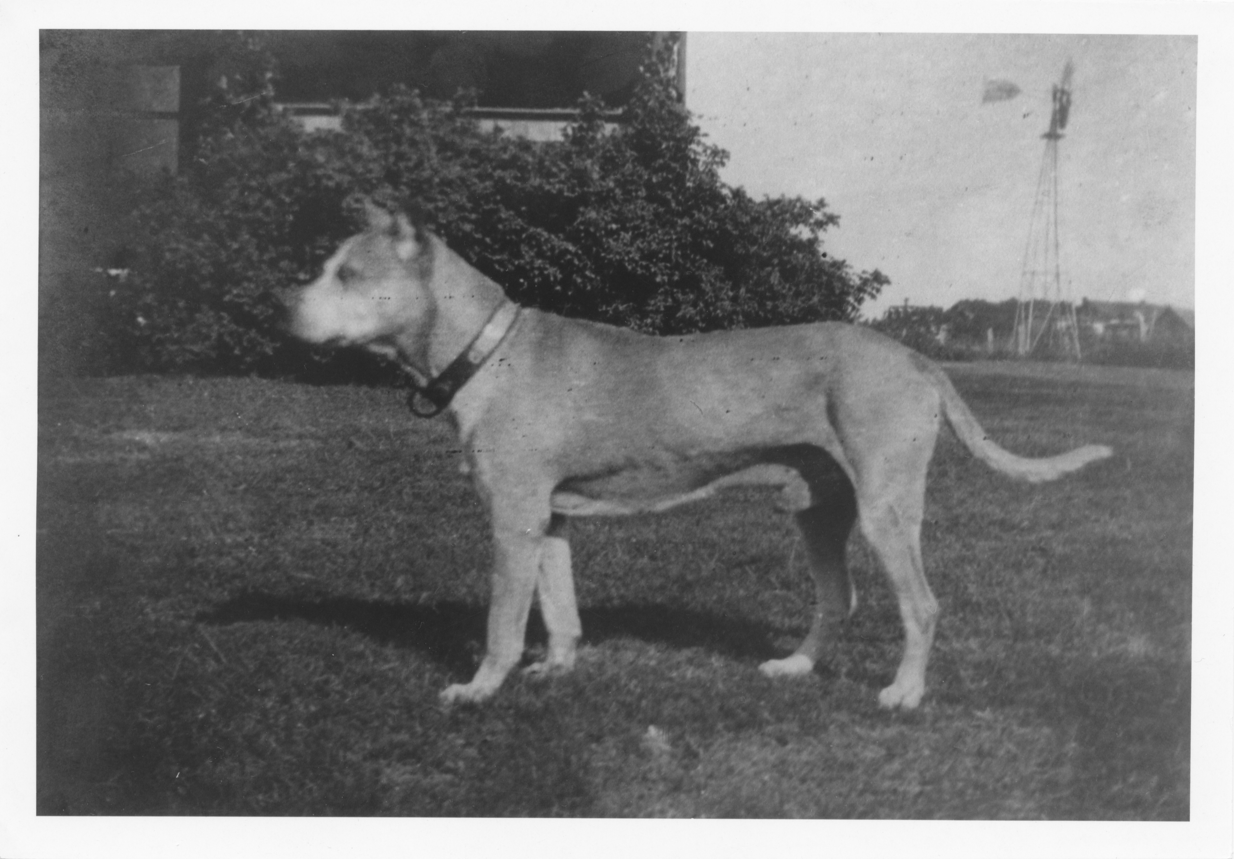 Alfred Thayer Mahan's dog, Jomini. Courtesy of USNI Press.
