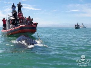 Sea Shepherd crew members and Mexican Sailors save an entangled humpback whale during Operation Milagro. Credit: Sea Shepherd Conservation Society